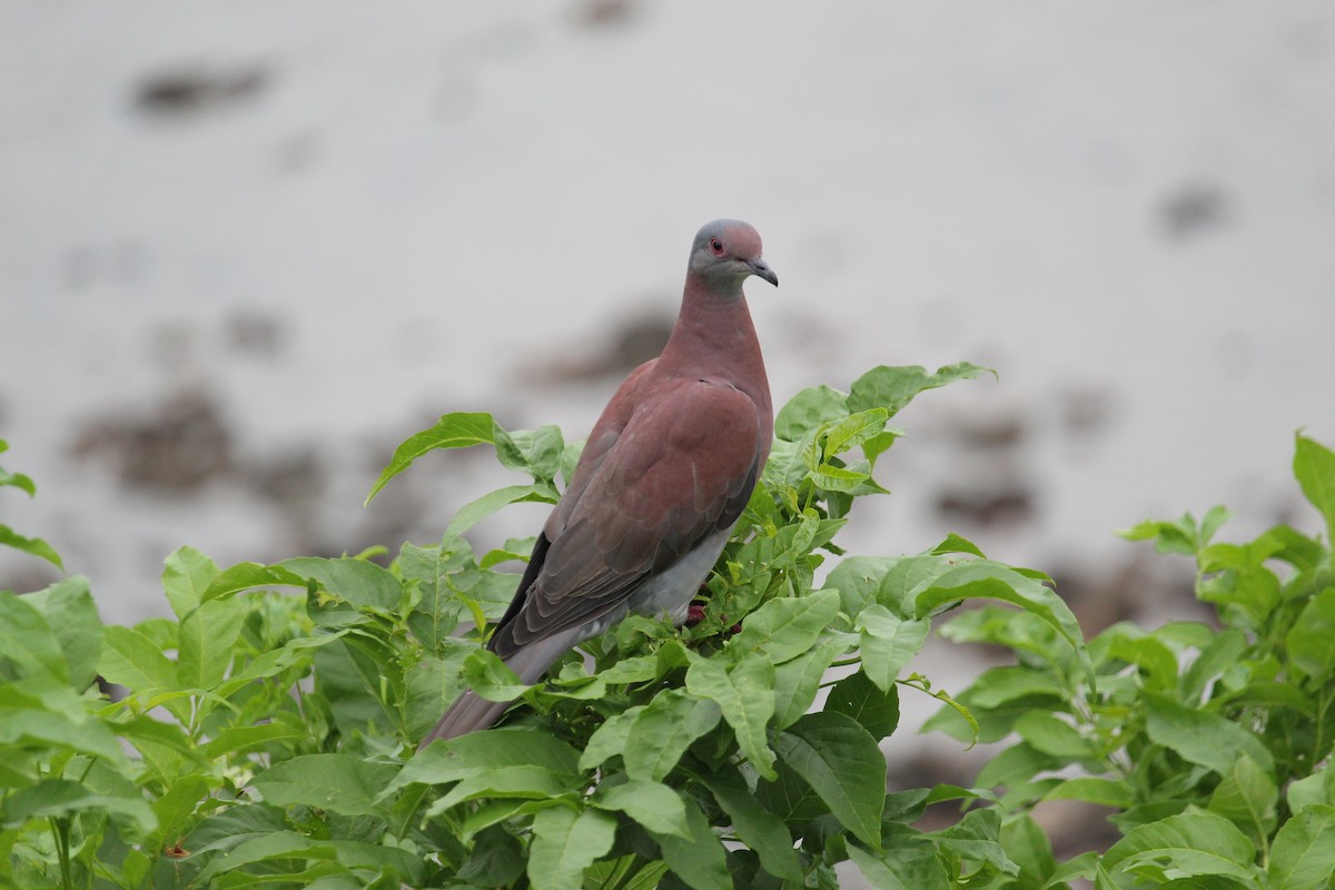 Pale-vented Pigeon - ML644109748