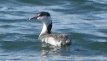 Ухаа шунгуур - ML644109765