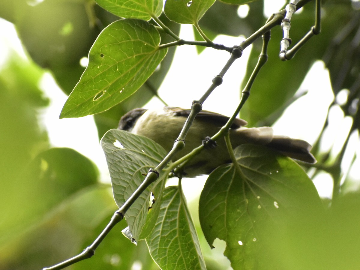 White-throated Tyrannulet - ML644109779