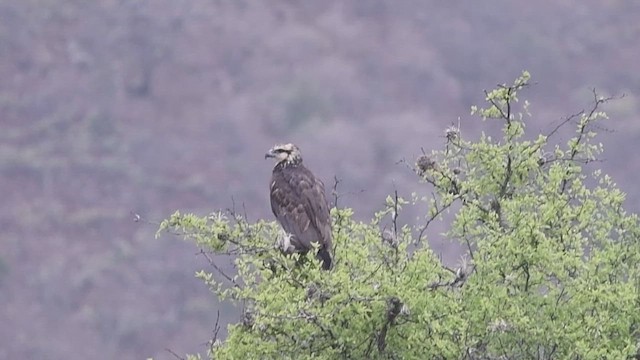 Solitary Eagle - ML644109805