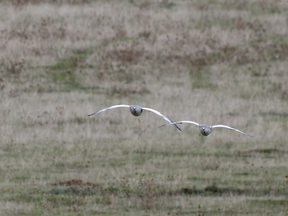 Snow Goose - ML644109812