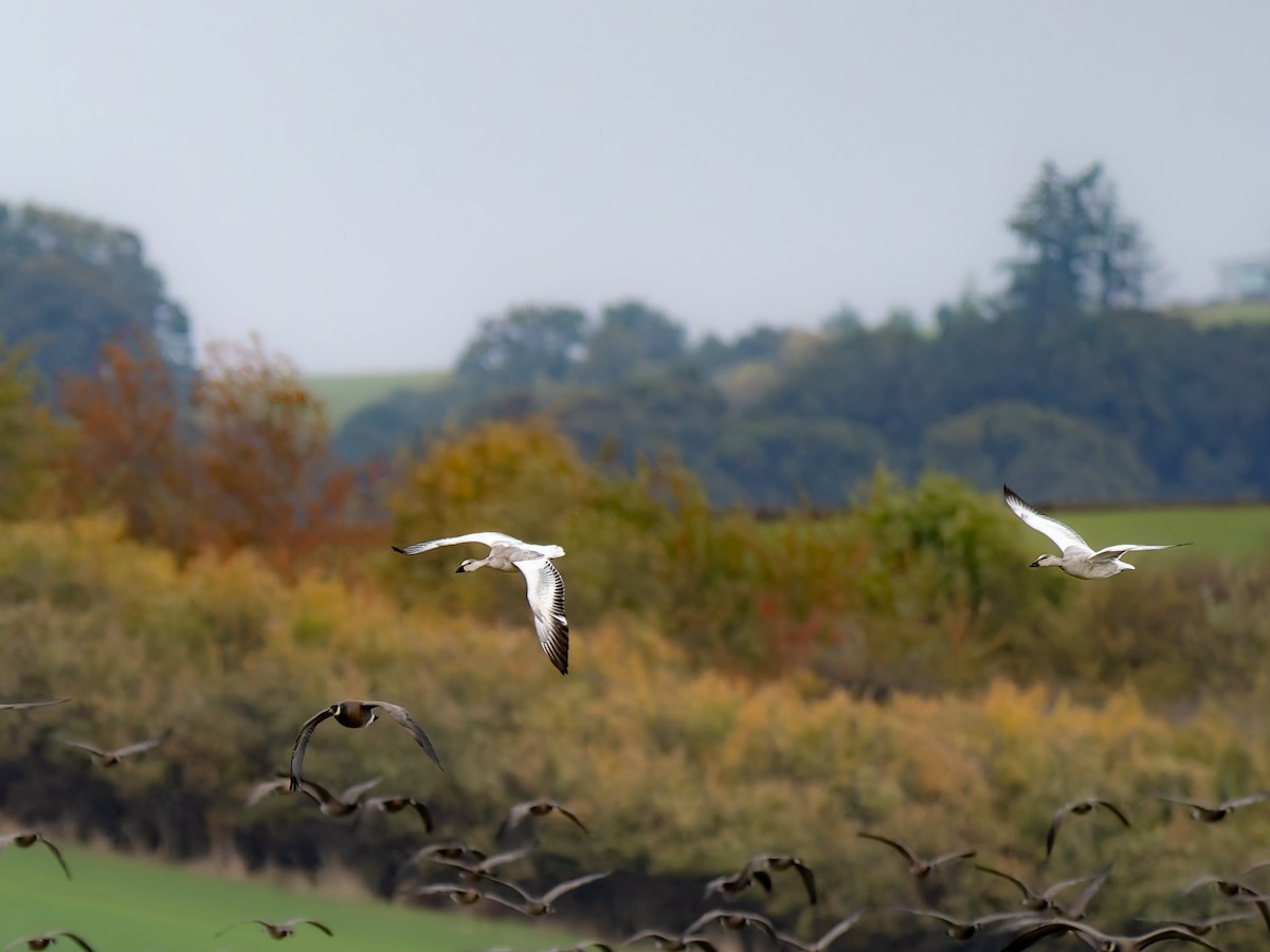 Snow Goose - ML644109813