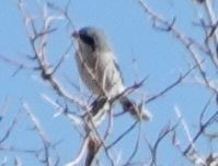 amerikavarsler - ML644109821