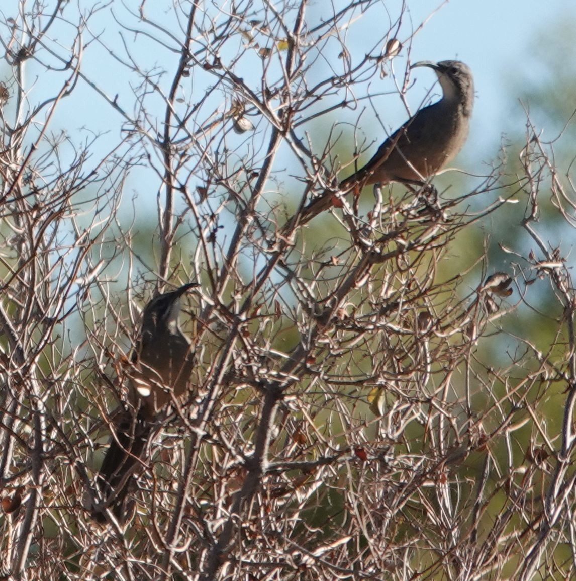 California Thrasher - ML644109835