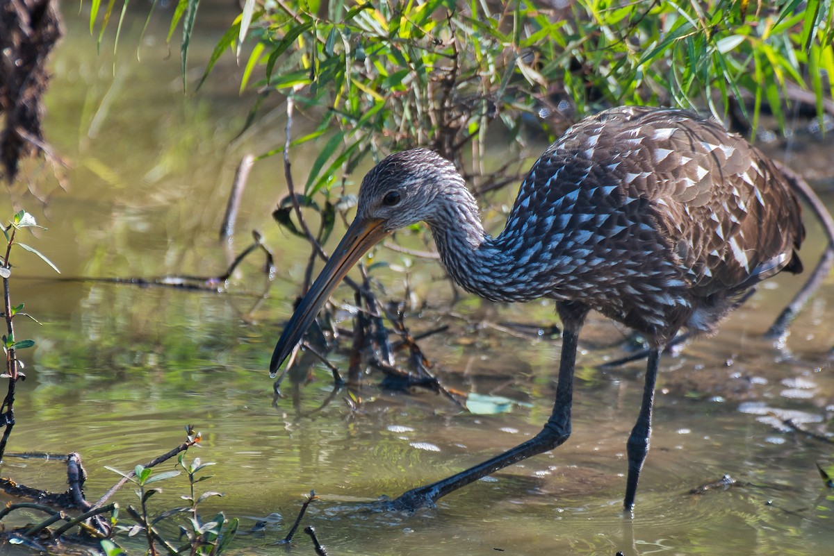 Limpkin - ML644109838