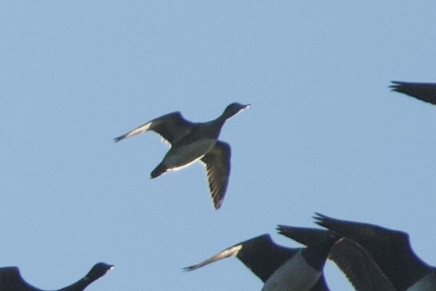 American Wigeon - ML644109839