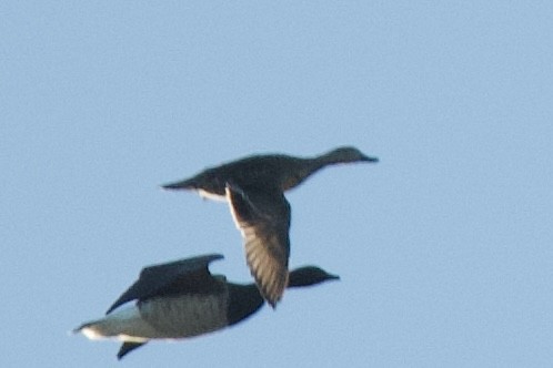 American Wigeon - ML644109840