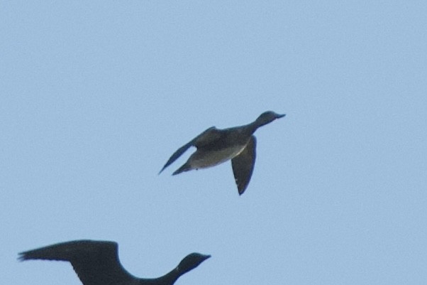 American Wigeon - ML644109841