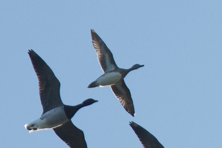 American Wigeon - ML644109842