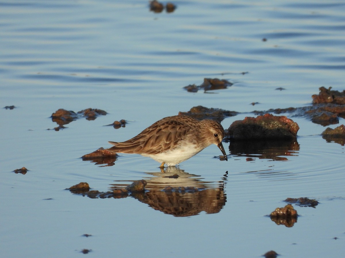 Least Sandpiper - ML644109843