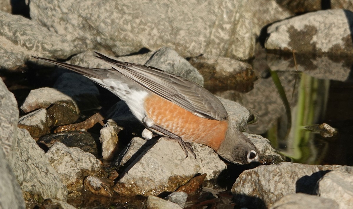 American Robin - ML644109844