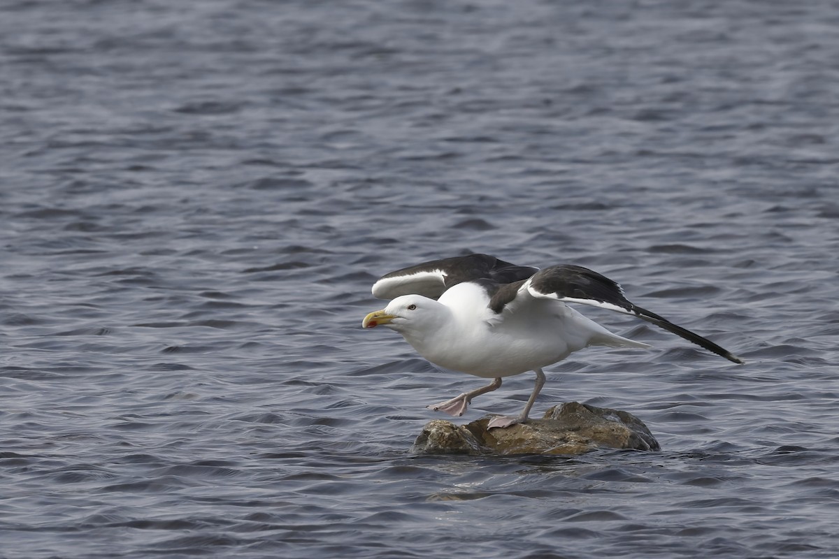 Great Black-backed Gull - ML644109846