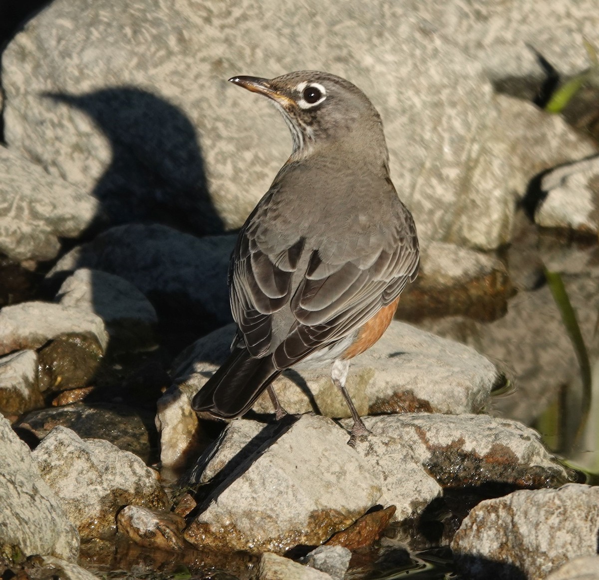 American Robin - ML644109848
