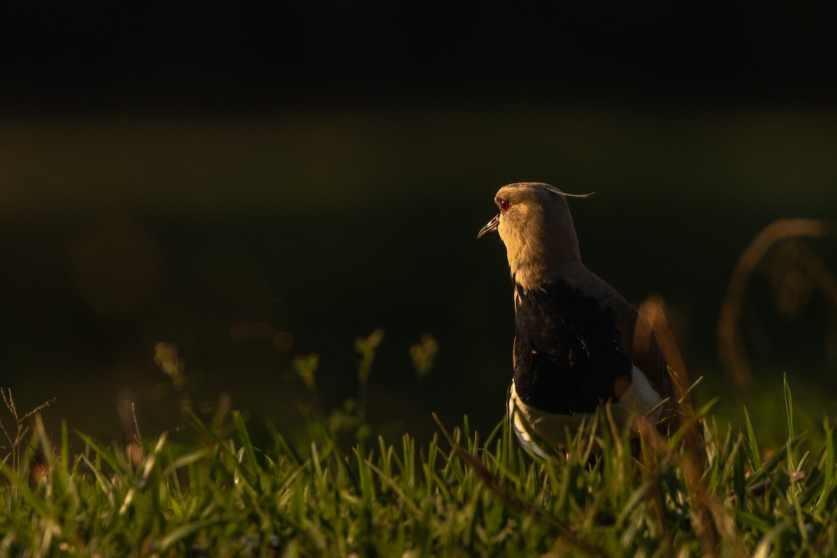 Southern Lapwing - ML644109850