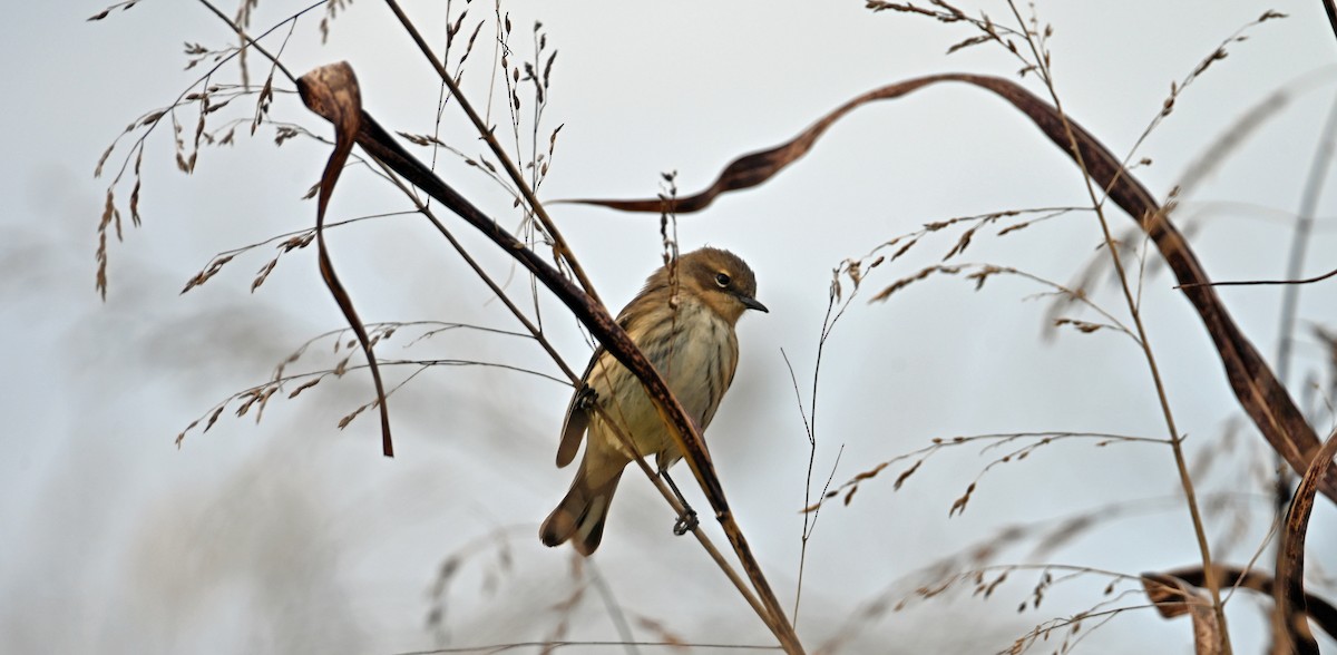 Yellow-rumped Warbler - ML644109853