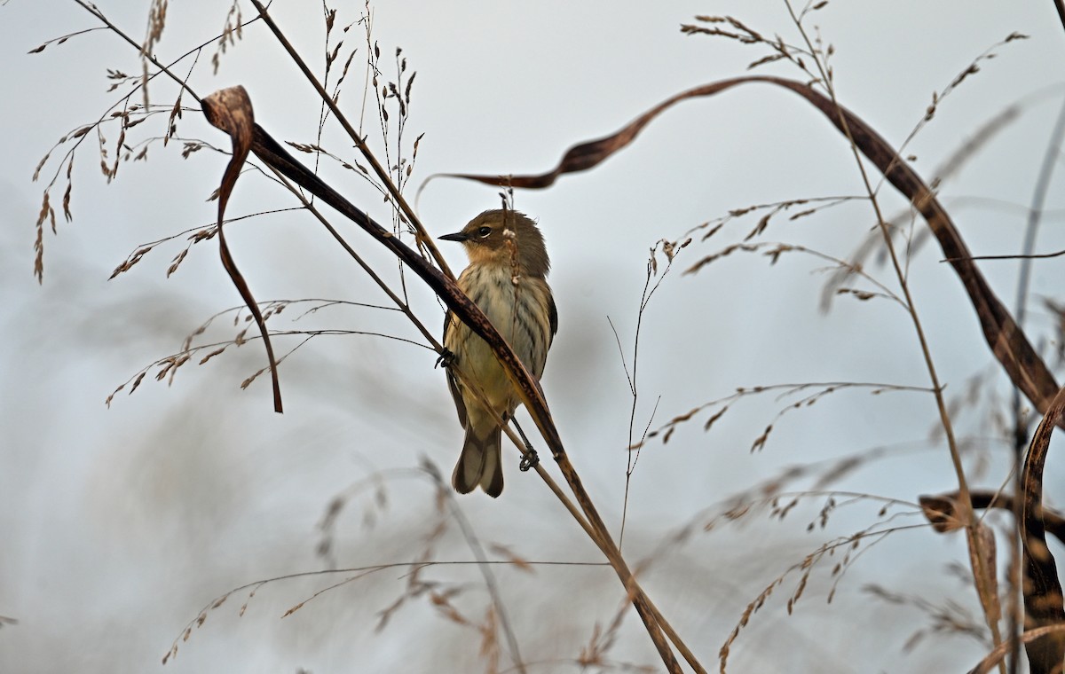 Yellow-rumped Warbler - ML644109854