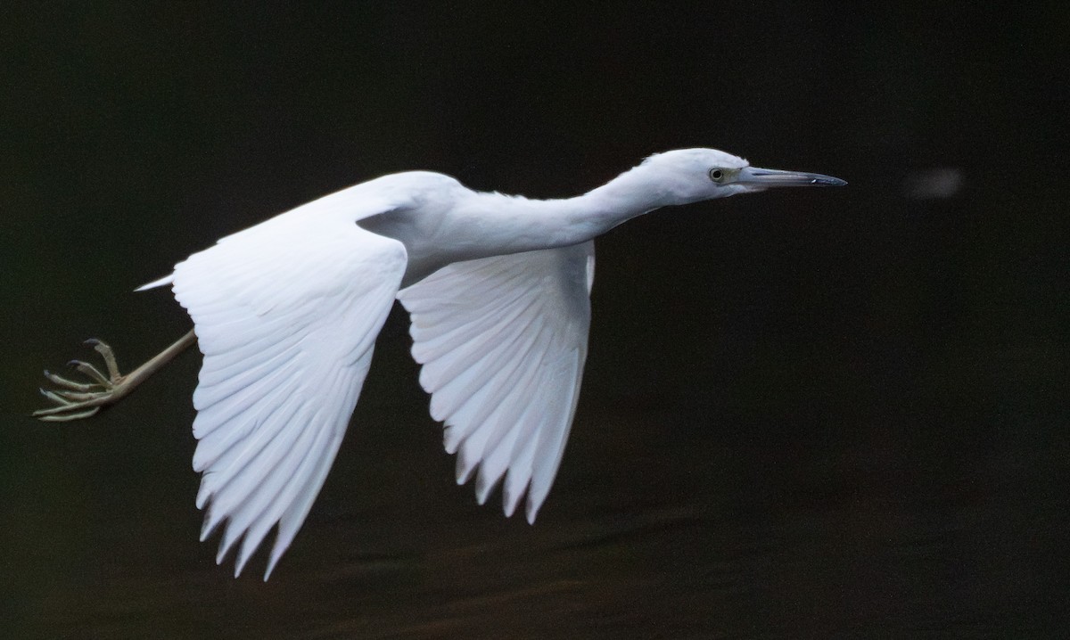 Little Blue Heron - ML644109855