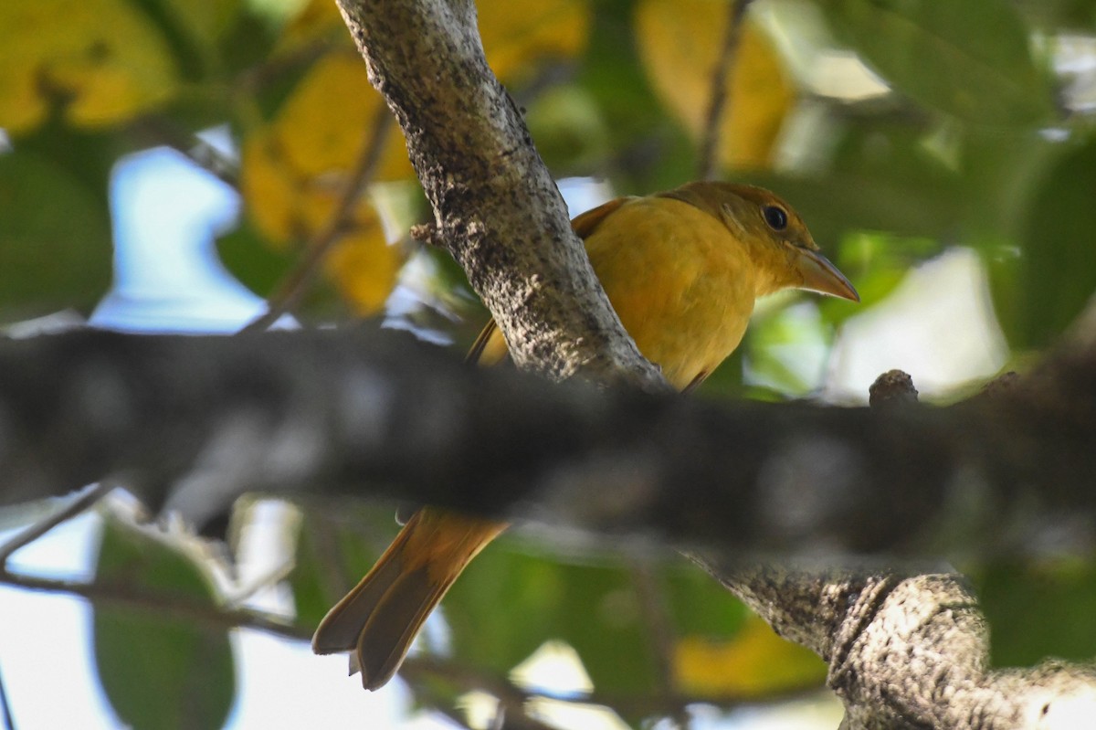 Summer Tanager - ML644109856