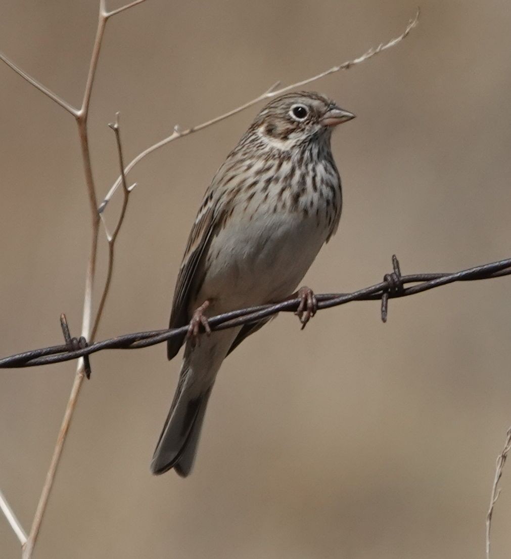 Vesper Sparrow - ML644109858