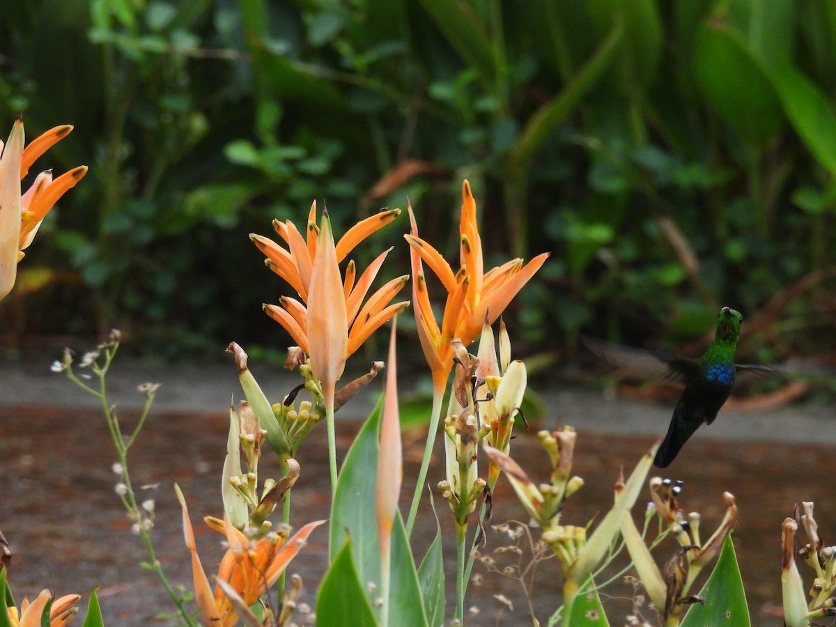 Green-throated Carib - ML644109861