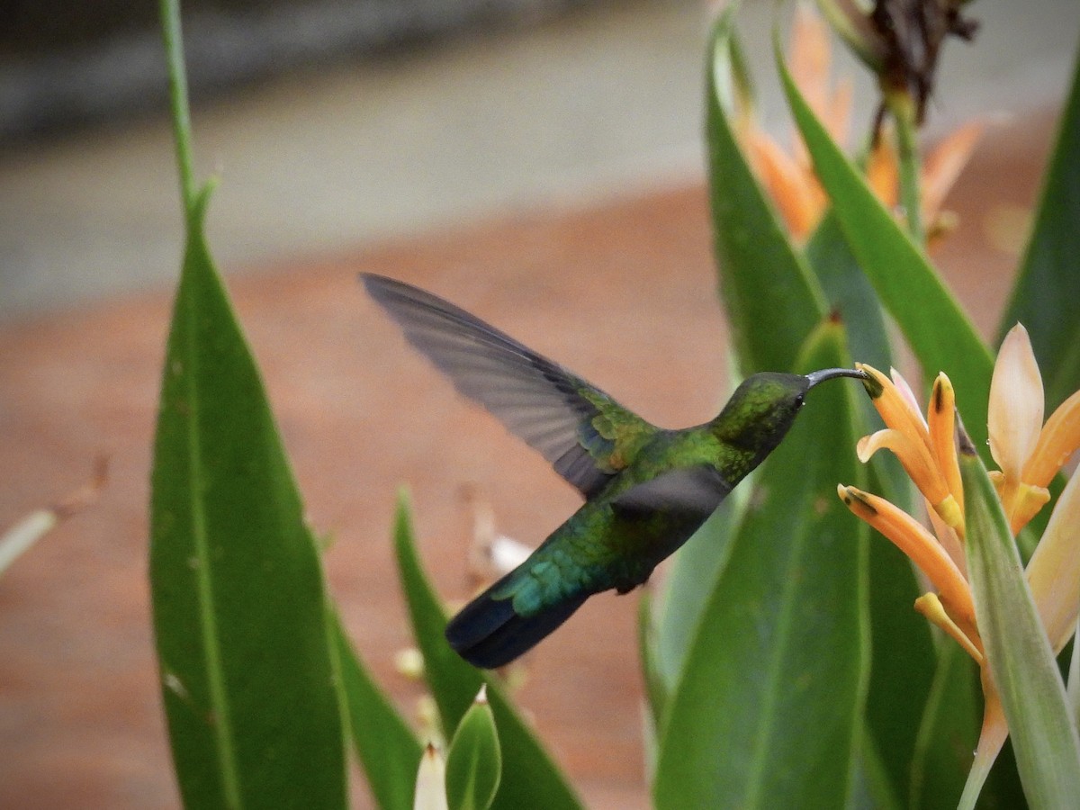 Green-throated Carib - ML644109862