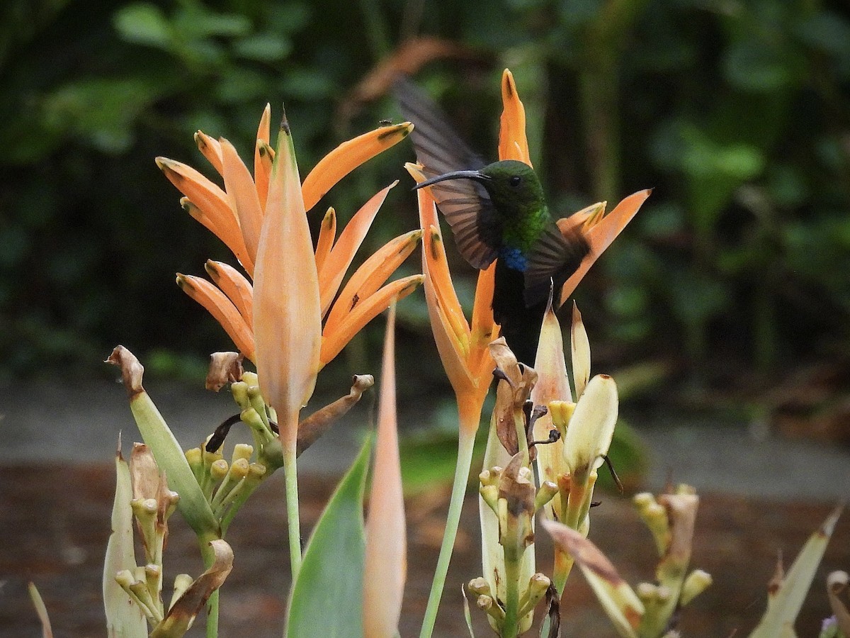 Green-throated Carib - ML644109863