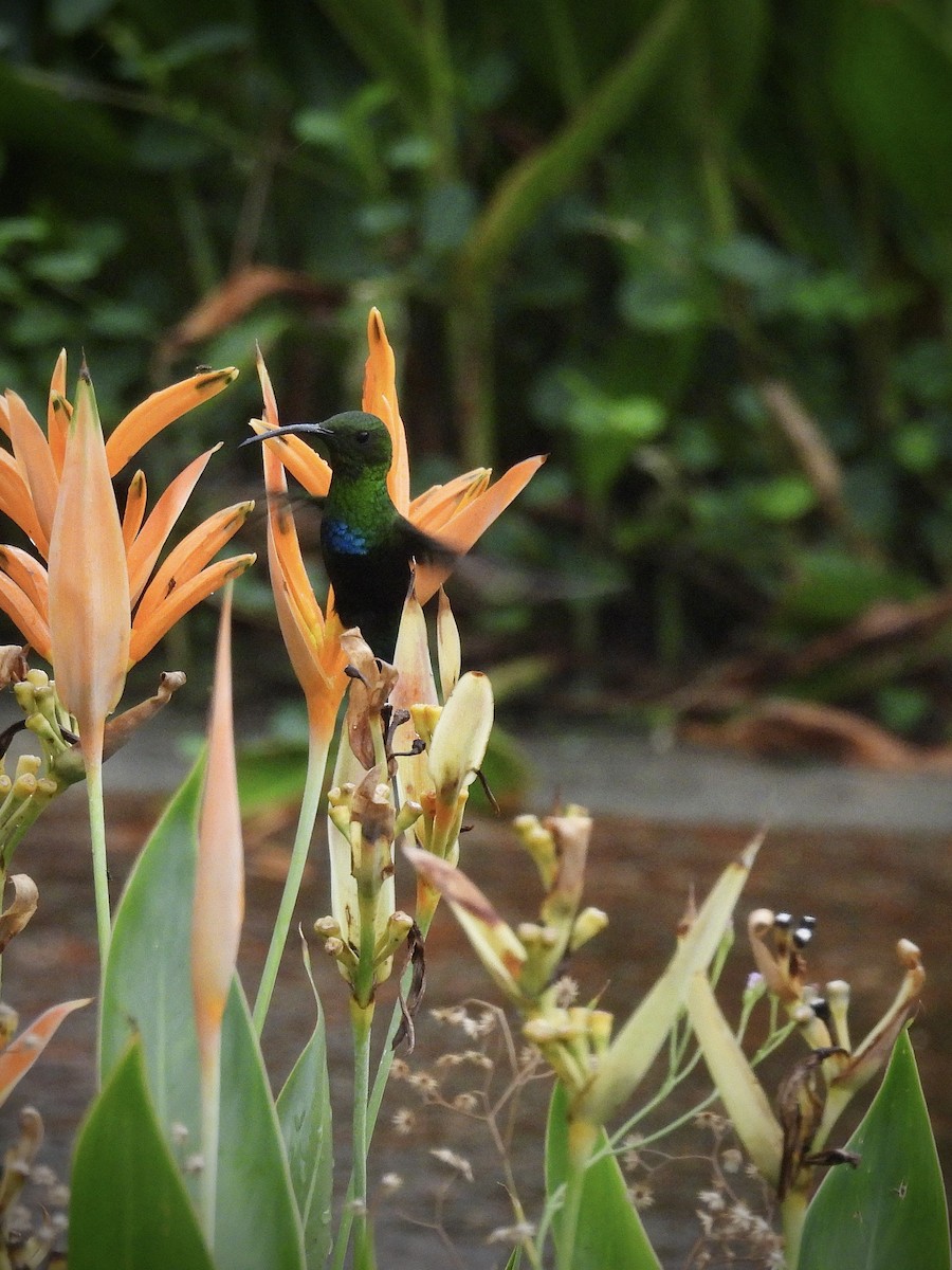 Green-throated Carib - ML644109865