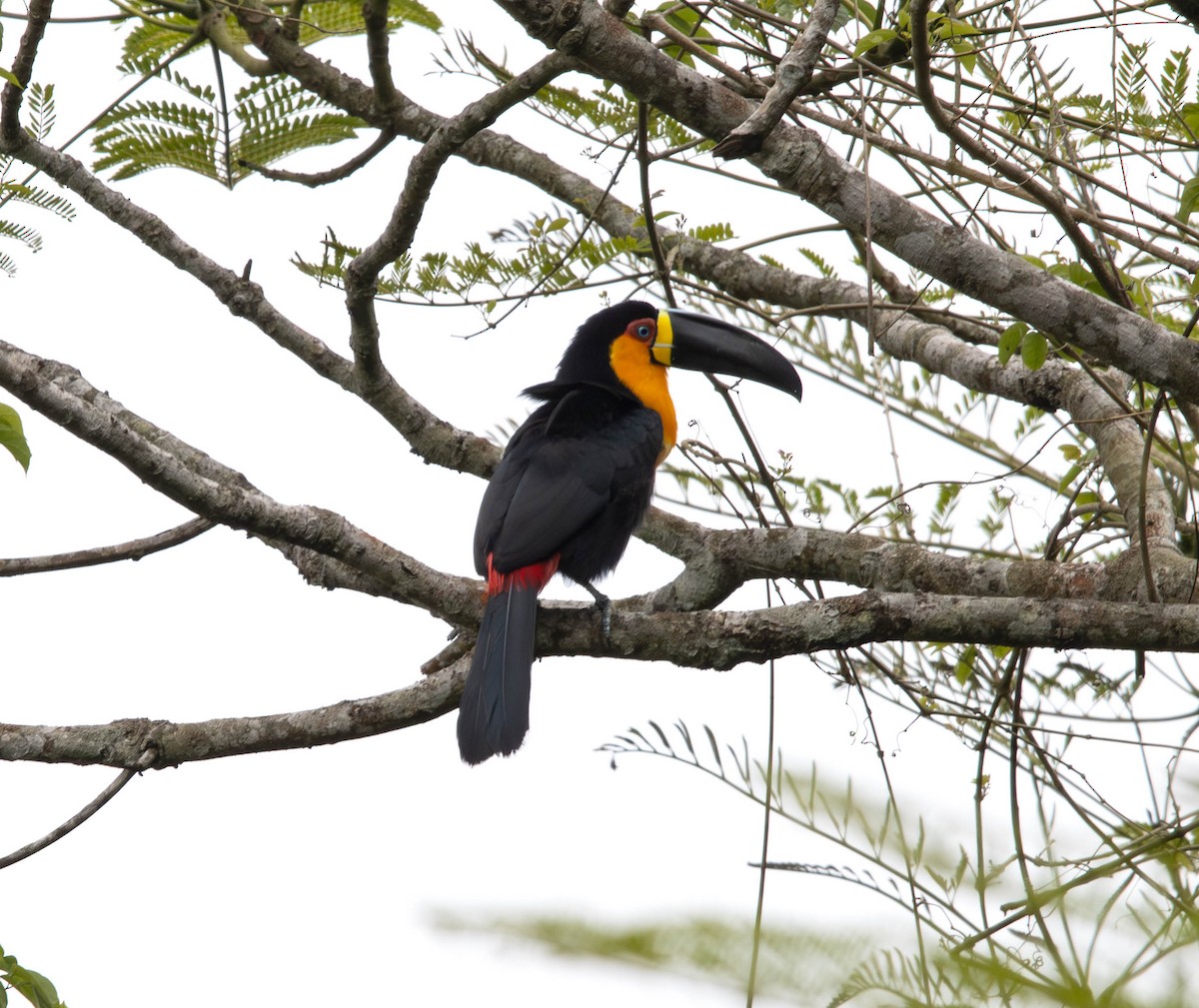 Channel-billed Toucan (Ariel) - ML644109868
