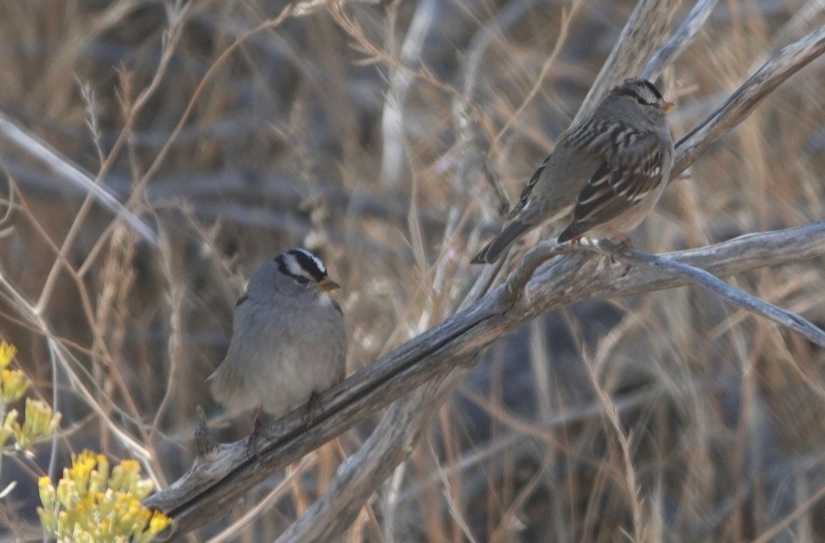 White-crowned Sparrow (Gambel's) - ML644109869