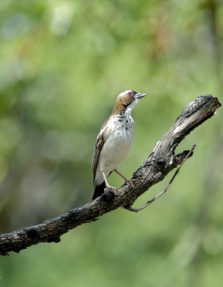 White-browed Sparrow-Weaver - ML644109870