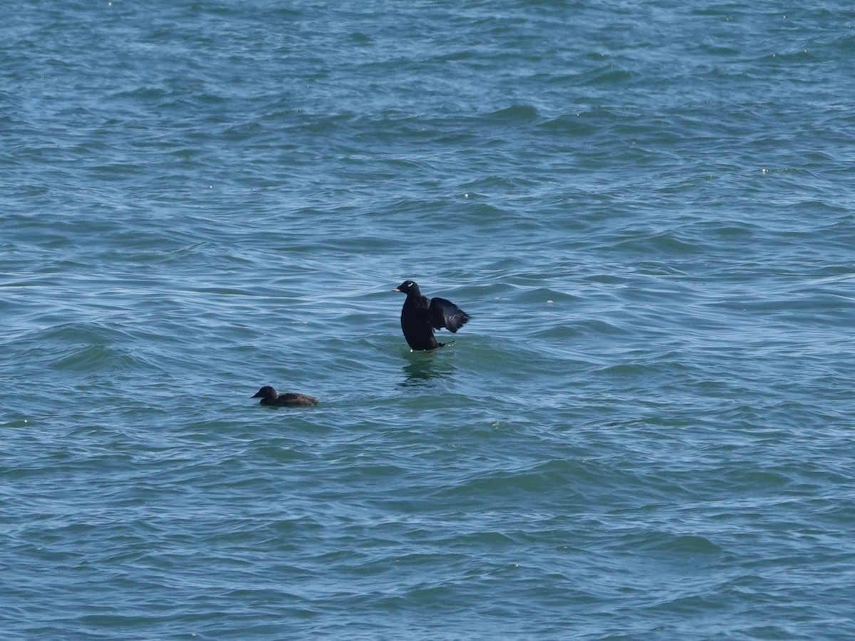 White-winged Scoter - ML644109871