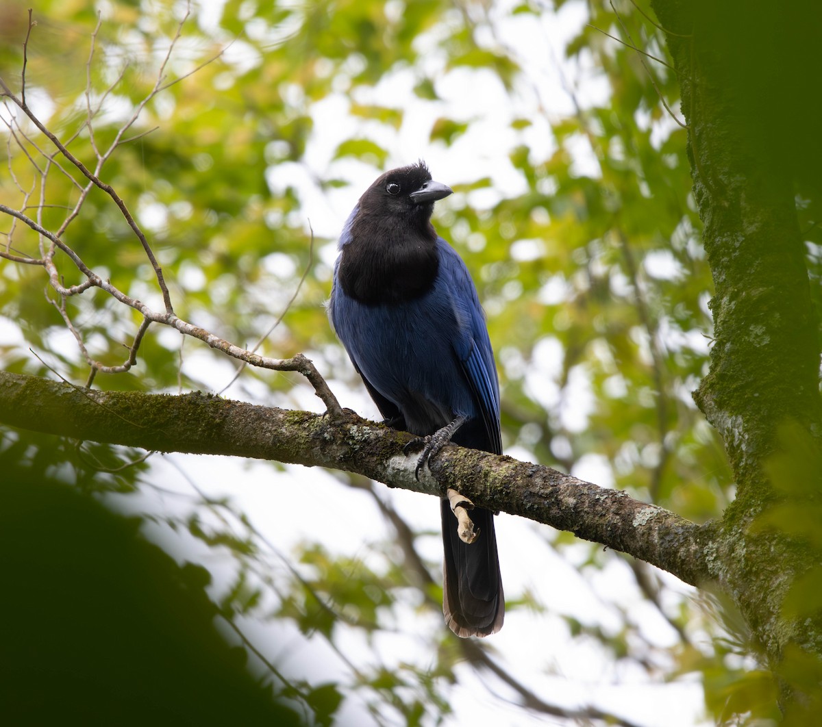 Azure Jay - ML644109872
