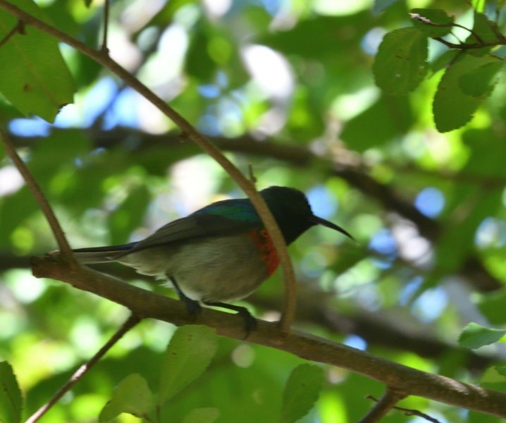 Southern Double-collared Sunbird - ML644109874