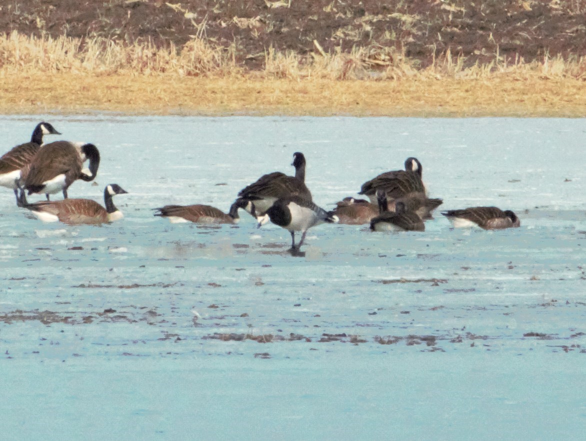 Barnacle Goose - ML644109875