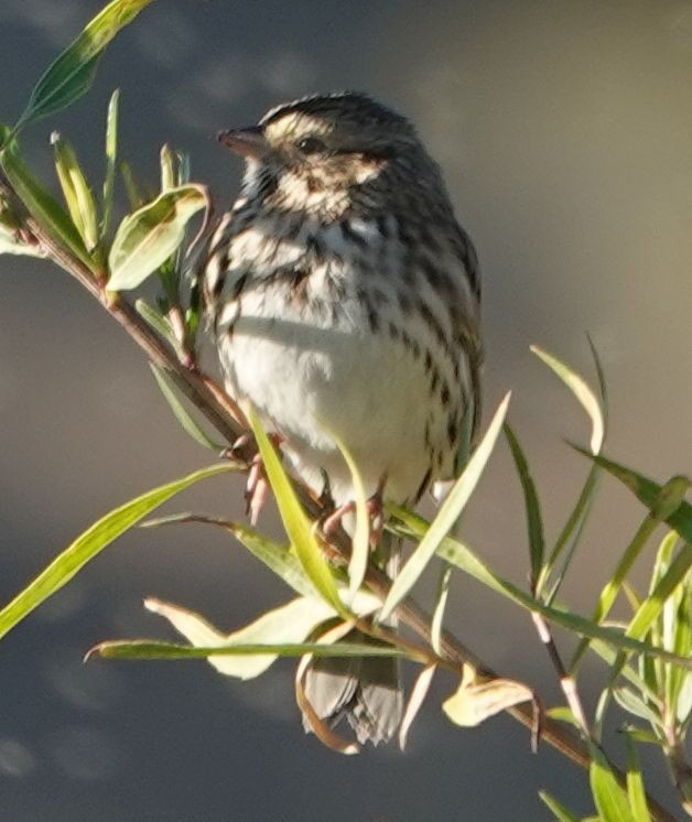 Savannah Sparrow - ML644109876