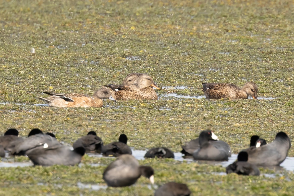 kopřivka obecná - ML644109885