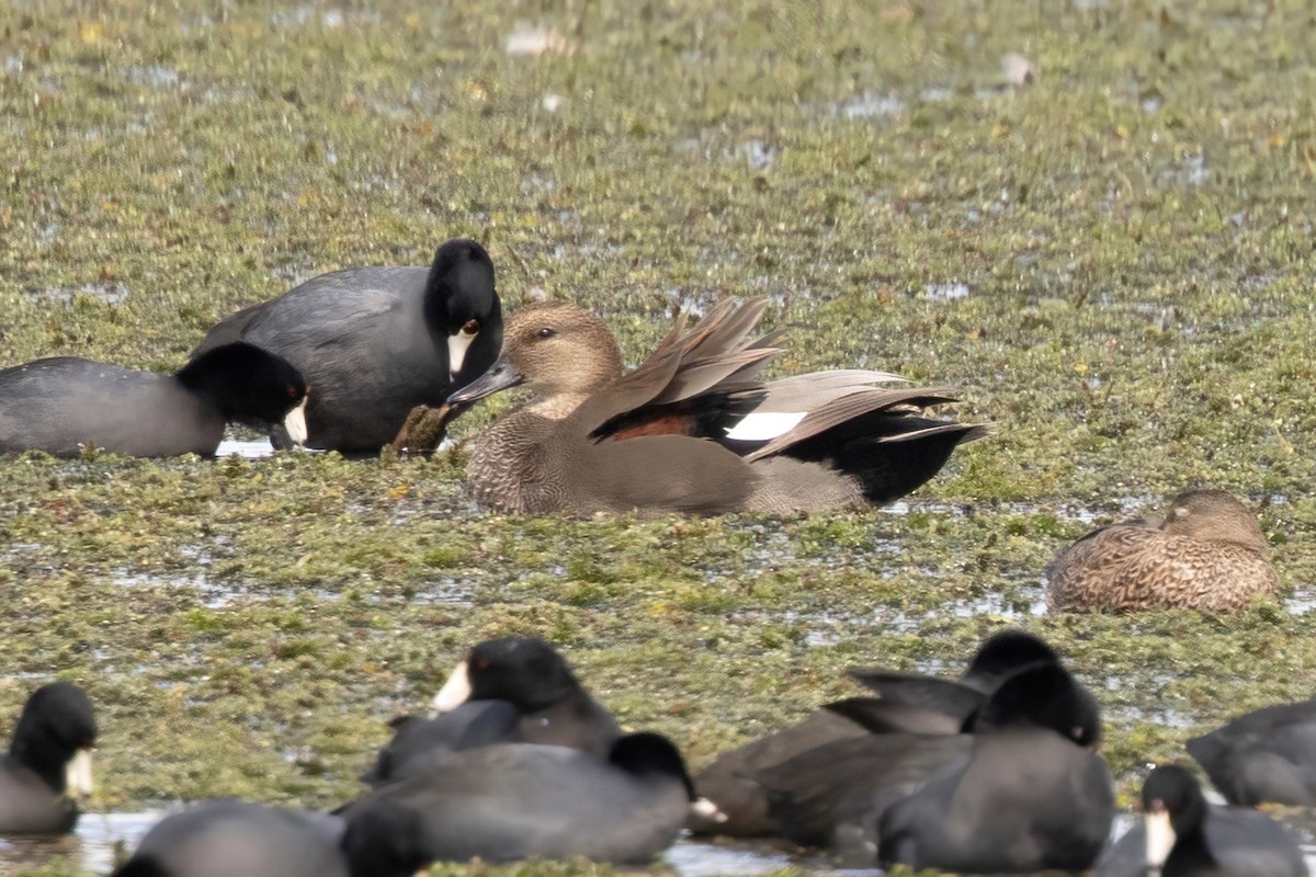 kopřivka obecná - ML644109887