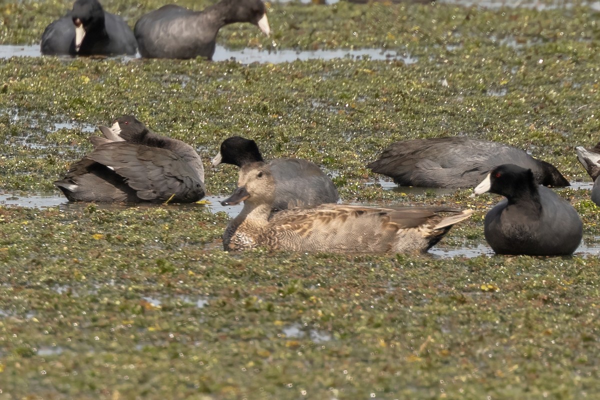 kopřivka obecná - ML644109888