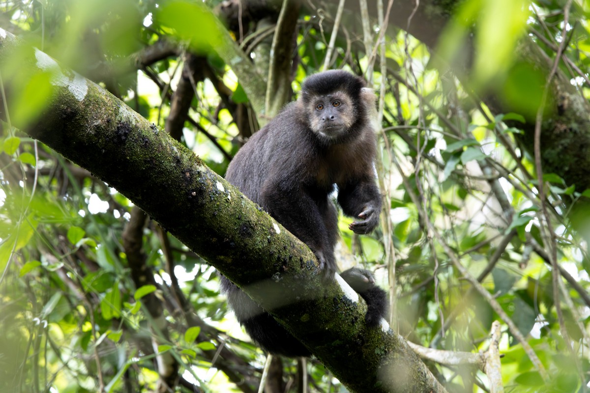 Mammals - ML644109891