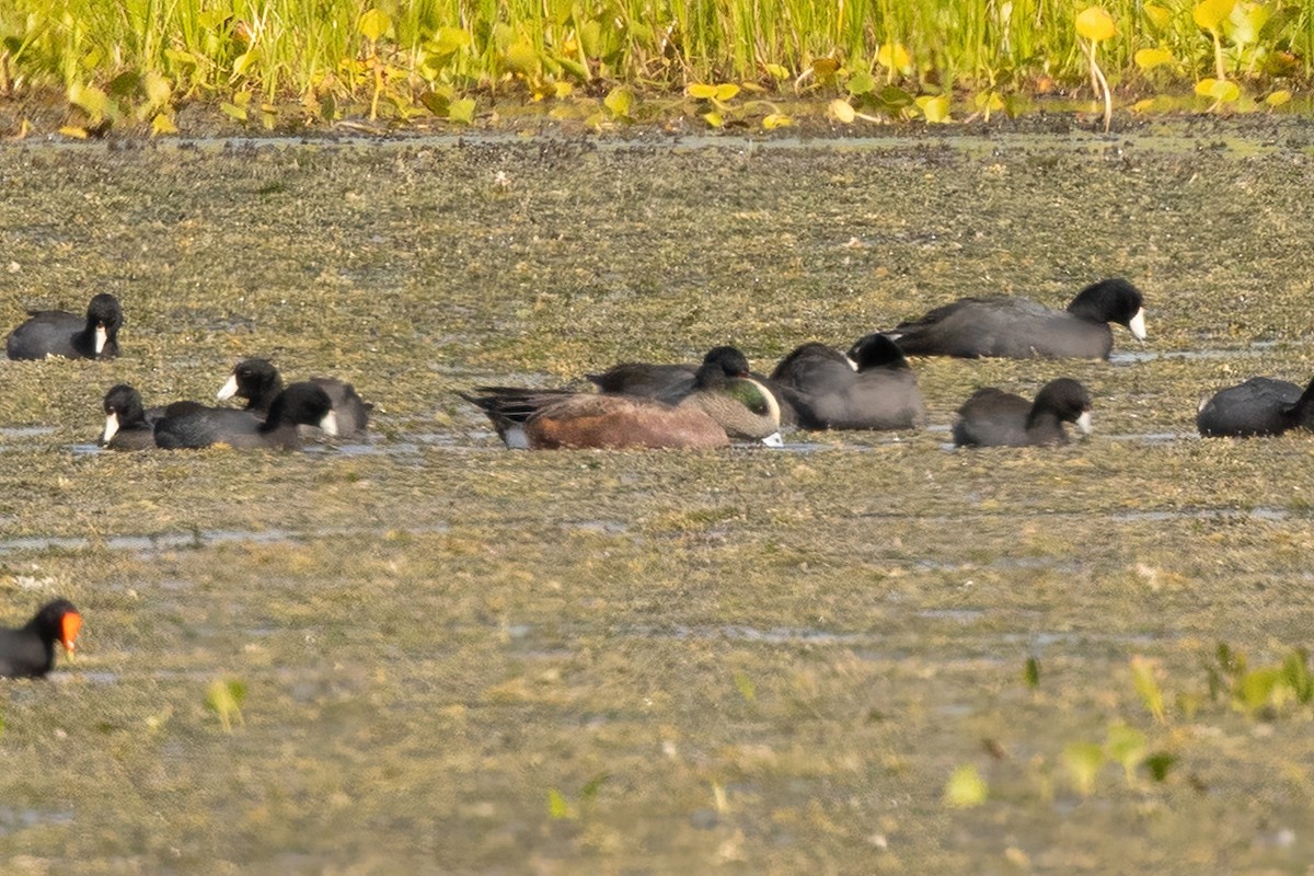 hvízdák americký - ML644109893