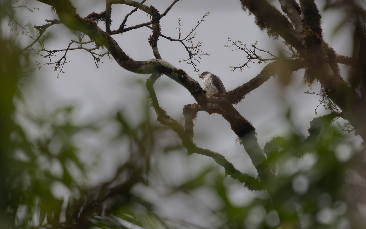 Ястреб-крошка - ML644109936