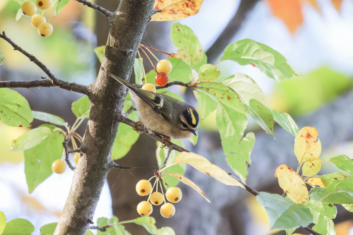 Golden-crowned Kinglet - ML644109941