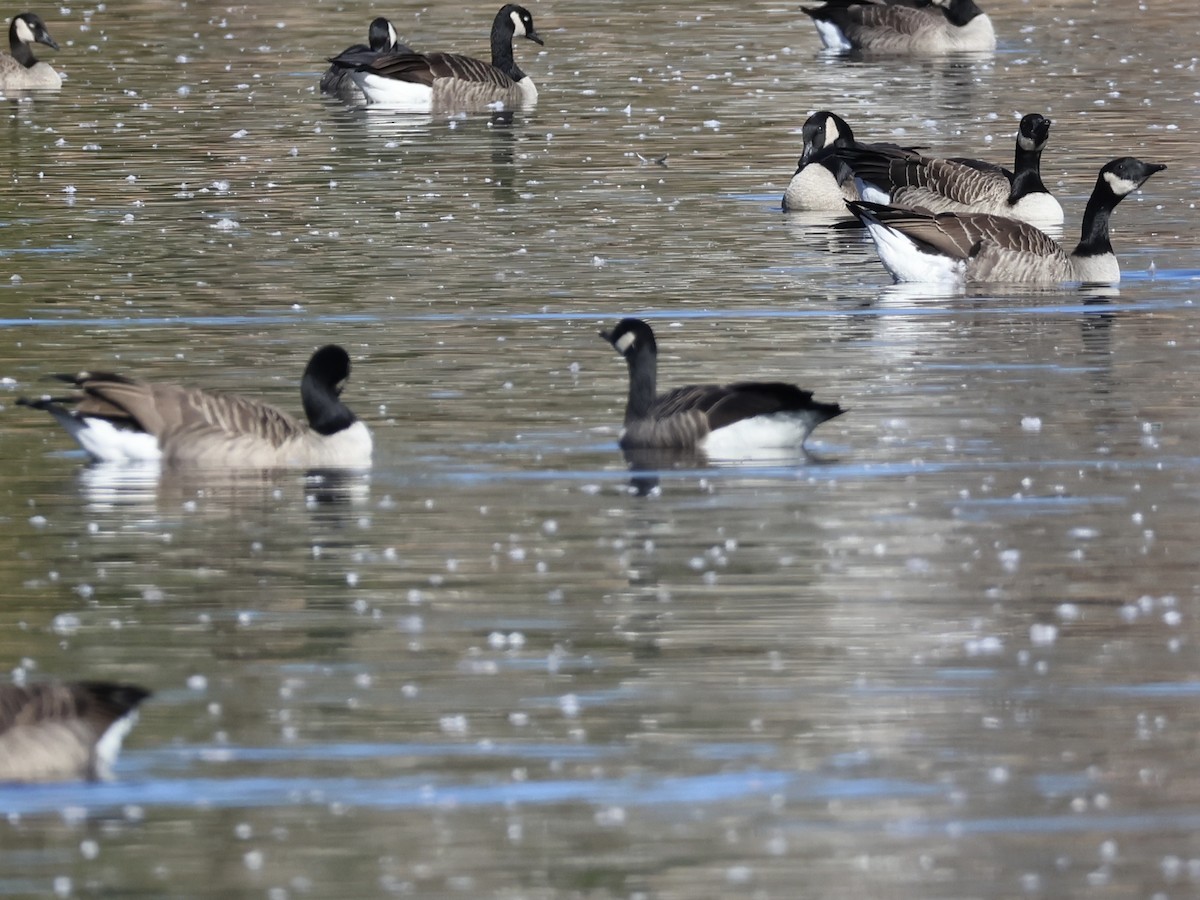Cackling Goose - ML644109943