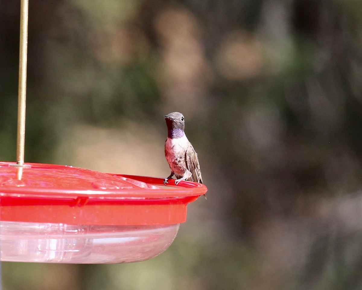Black-chinned Hummingbird - ML644109945