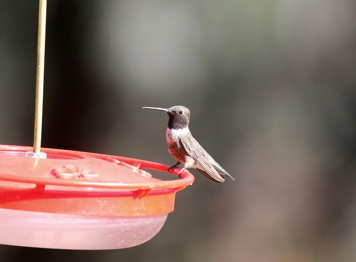 Black-chinned Hummingbird - ML644109946
