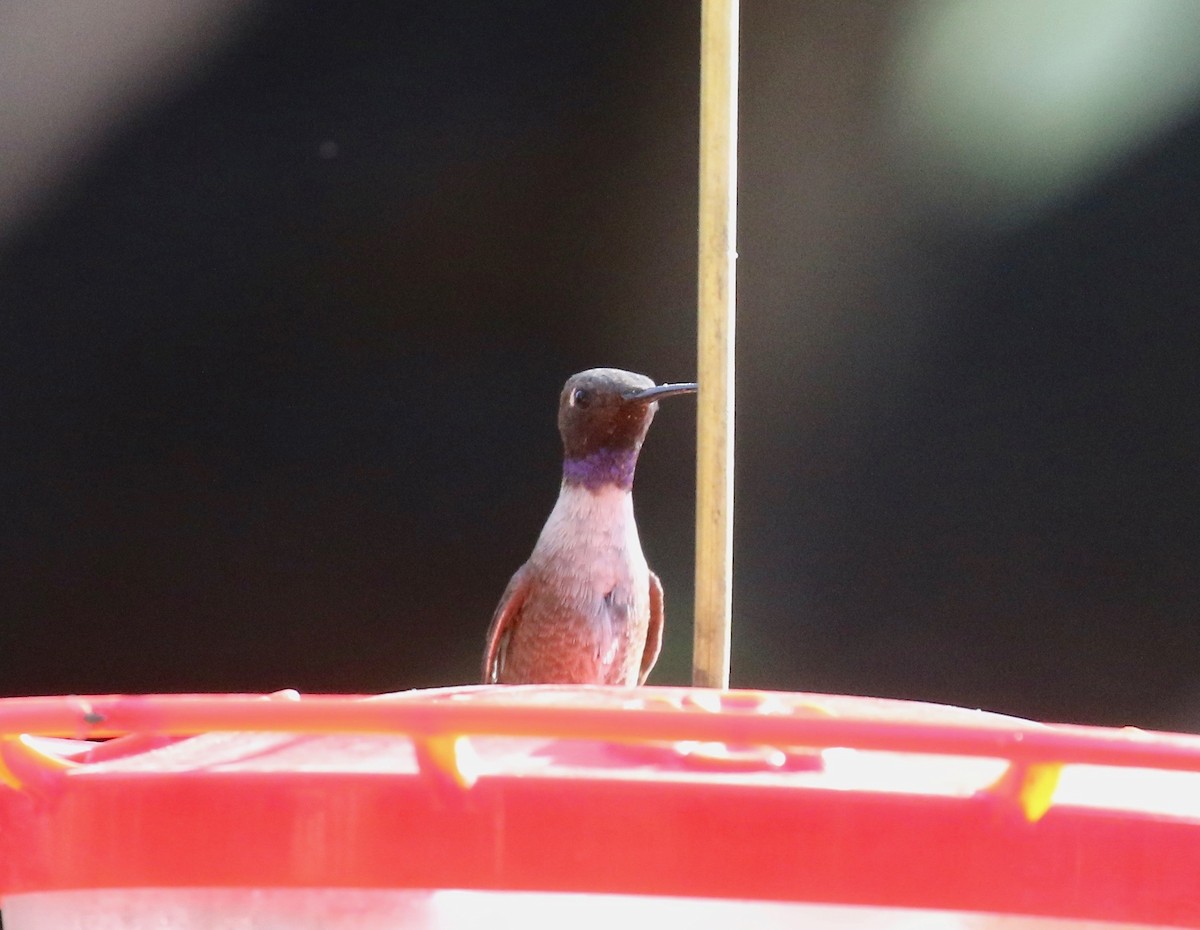 Black-chinned Hummingbird - ML644109947