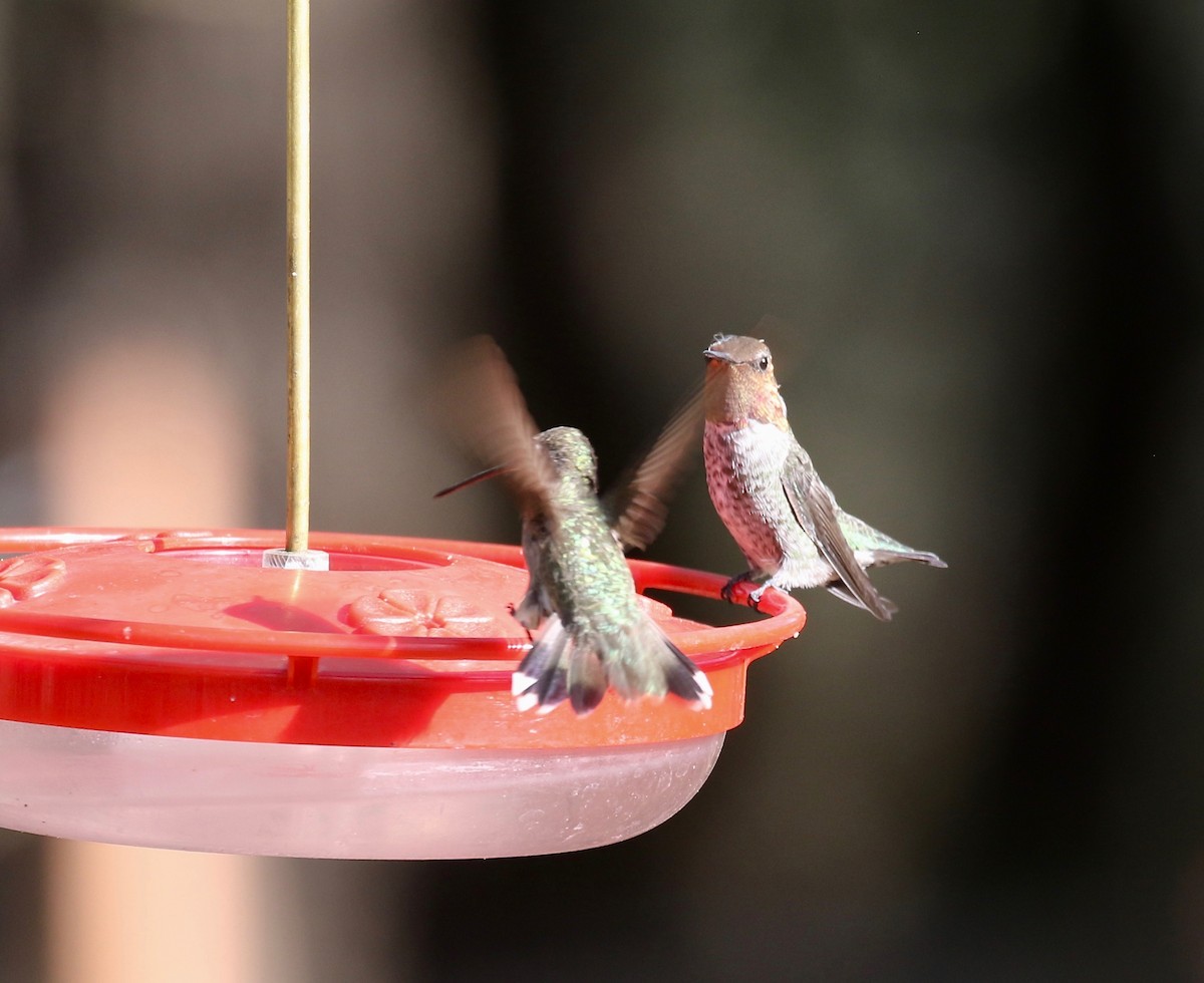 Black-chinned Hummingbird - ML644109948