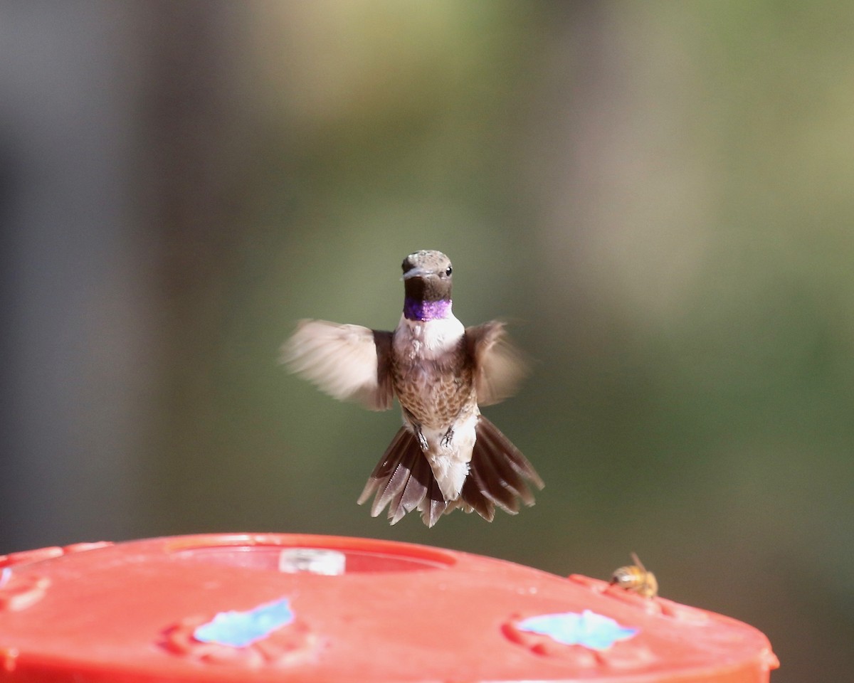 Black-chinned Hummingbird - ML644109949