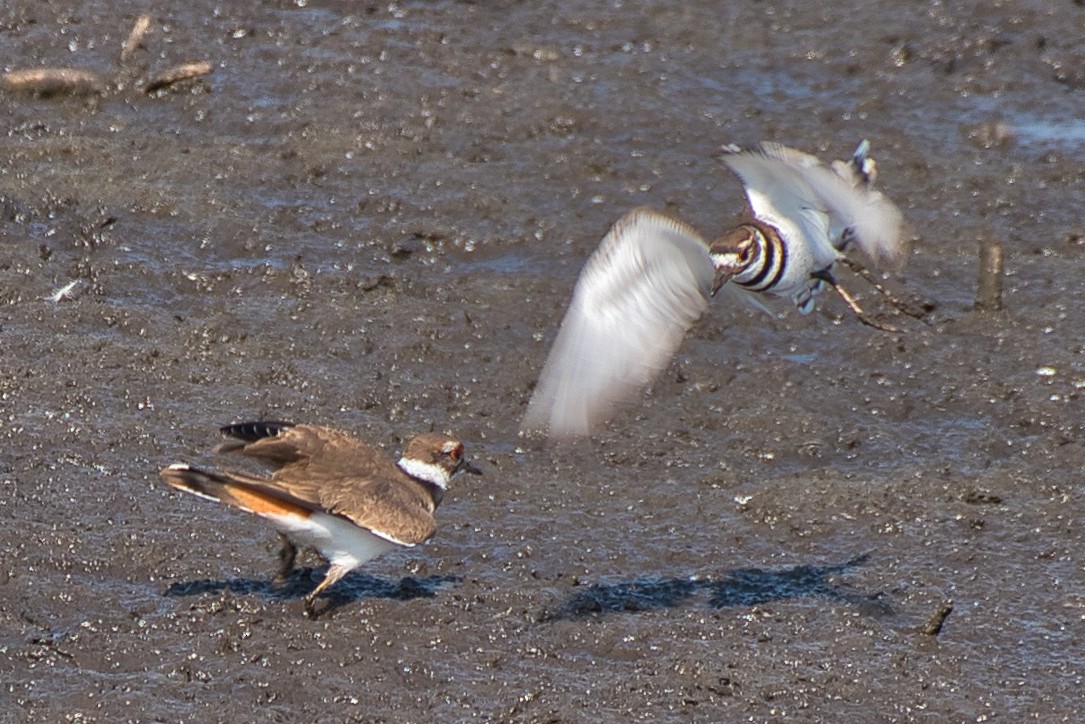 Killdeer - ML644109950