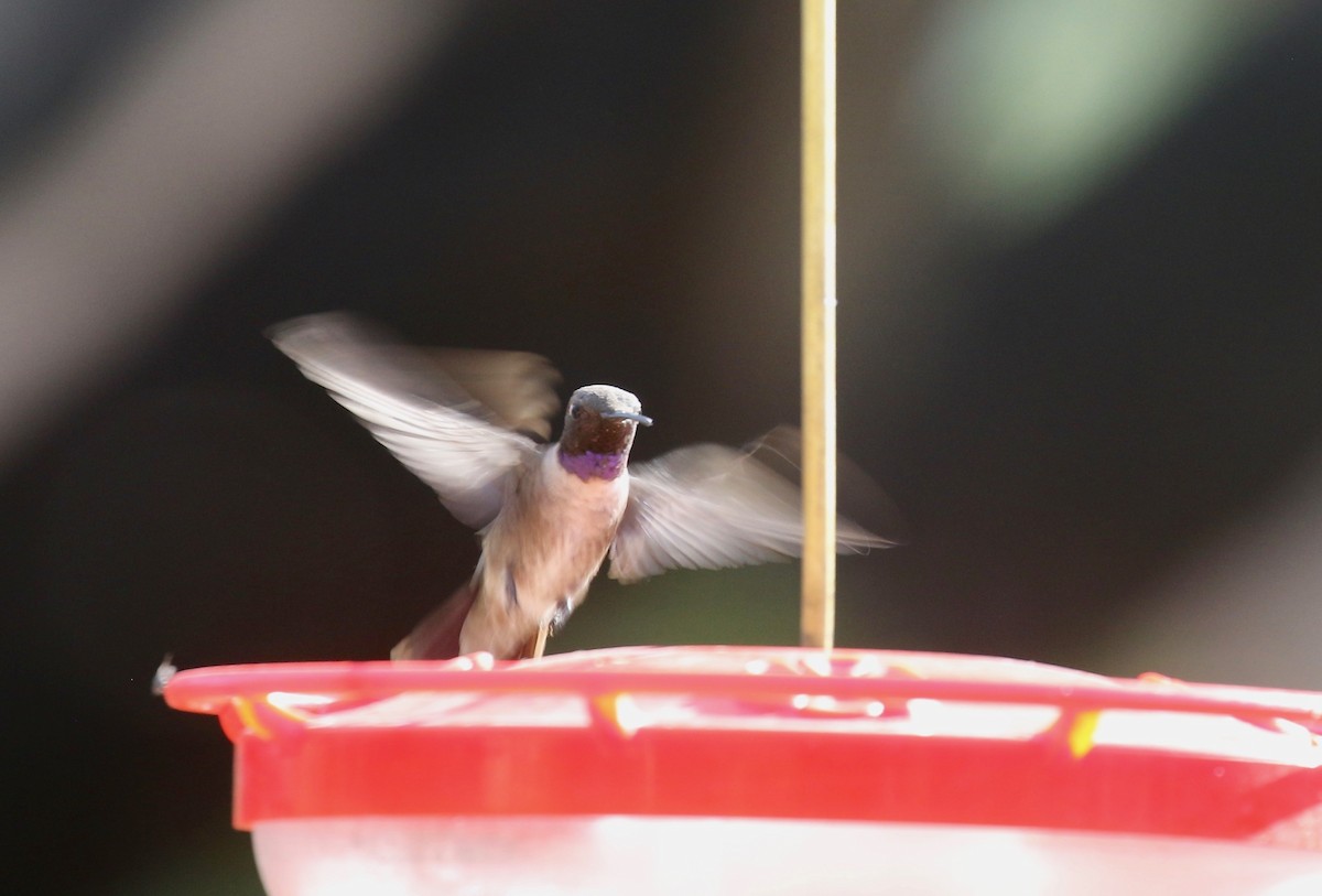 Black-chinned Hummingbird - ML644109951